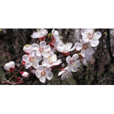 Абрикос колоновидний ‘Первайс’|Prunus columnar ‘Perwais’|Абрикос колоновидный ‘Первайс’