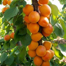 Абрикос колоновидний ‘Первайс’|Prunus columnar ‘Perwais’|Абрикос колоновидный ‘Первайс’