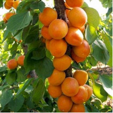 Абрикос колоновидний ‘Первайс’|Prunus columnar ‘Perwais’|Абрикос колоновидный ‘Первайс’