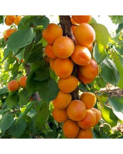 Абрикос колоновидний ‘Первайс’|Prunus columnar ‘Perwais’|Абрикос колоновидный ‘Первайс’