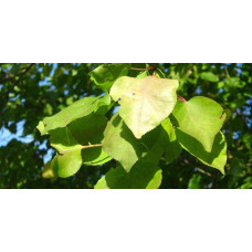 Абрикос колоновидний ‘Первайс’|Prunus columnar ‘Perwais’|Абрикос колоновидный ‘Первайс’