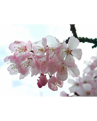 Абрикос колоновидний ‘Первайс’|Prunus columnar ‘Perwais’|Абрикос колоновидный ‘Первайс’