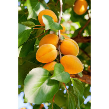 Абрикос ананасовий ‘Дарій’|Prunus armeniaca ‘Darii’|Абрикос ананасовый ‘Дарий’