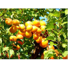 Абрикос ананасовий ‘Дарій’|Prunus armeniaca ‘Darii’|Абрикос ананасовый ‘Дарий’