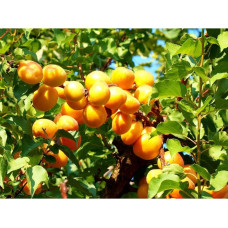Абрикос ананасовий ‘Дарій’|Prunus armeniaca ‘Darii’|Абрикос ананасовый ‘Дарий’