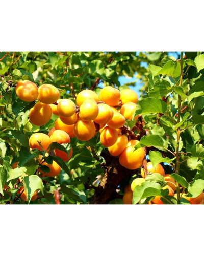 Абрикос ананасовий ‘Дарій’|Prunus armeniaca ‘Darii’|Абрикос ананасовый ‘Дарий’