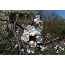 Абрикос ананасовий ‘Дарій’|Prunus armeniaca ‘Darii’|Абрикос ананасовый ‘Дарий’