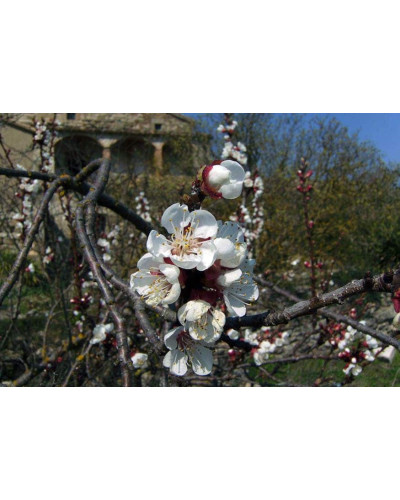 Абрикос ананасовий ‘Дарій’|Prunus armeniaca ‘Darii’|Абрикос ананасовый ‘Дарий’