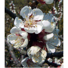 Абрикос ананасовий ‘Дарій’|Prunus armeniaca ‘Darii’|Абрикос ананасовый ‘Дарий’