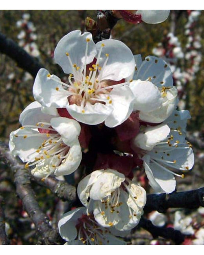 Абрикос ананасовий ‘Дарій’|Prunus armeniaca ‘Darii’|Абрикос ананасовый ‘Дарий’