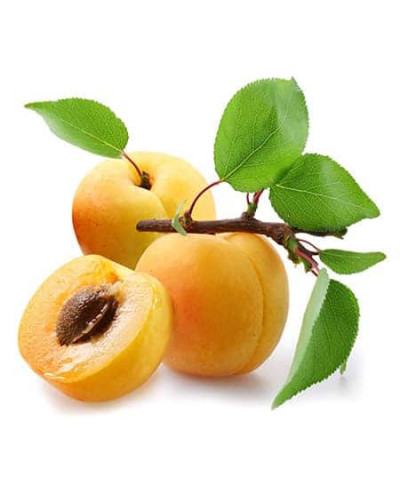 Абрикос ананасовий ‘Дарій’|Prunus armeniaca ‘Darii’|Абрикос ананасовый ‘Дарий’