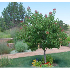 Абрикос ананасовий ‘Дарій’|Prunus armeniaca ‘Darii’|Абрикос ананасовый ‘Дарий’