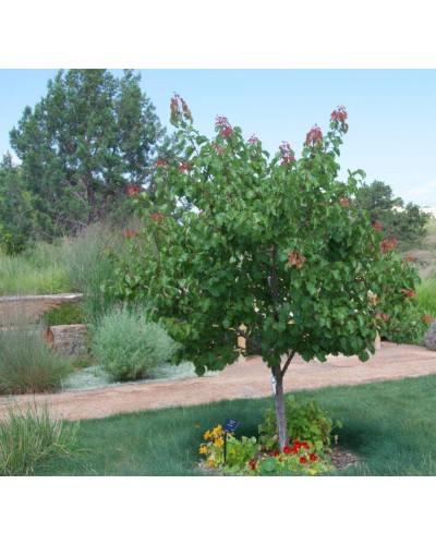 Абрикос ананасовий ‘Дарій’|Prunus armeniaca ‘Darii’|Абрикос ананасовый ‘Дарий’