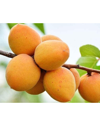 Абрикос ананасовий ‘Дарій’|Prunus armeniaca ‘Darii’|Абрикос ананасовый ‘Дарий’
