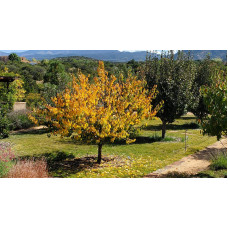 Абрикос ананасовий ‘Дарій’|Prunus armeniaca ‘Darii’|Абрикос ананасовый ‘Дарий’