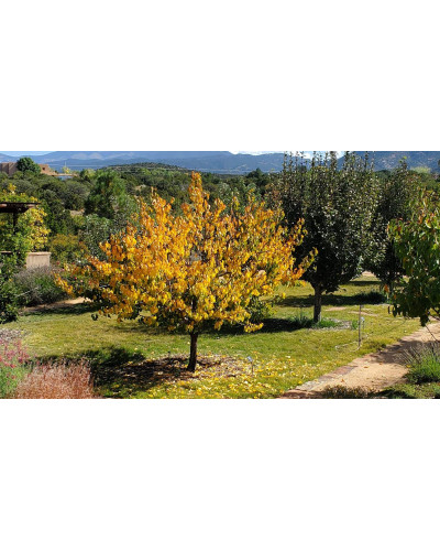 Абрикос ананасовий ‘Дарій’|Prunus armeniaca ‘Darii’|Абрикос ананасовый ‘Дарий’