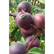 Абрикос ‘Чорний Персиковий’|Abrikos ‘Black Peach’|Абрикос ‘Черный персиковый’