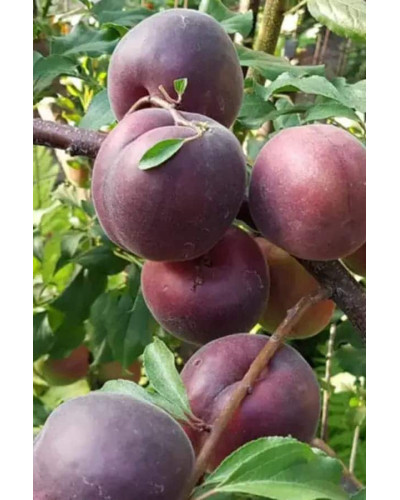 Абрикос ‘Чорний Персиковий’|Abrikos ‘Black Peach’|Абрикос ‘Черный персиковый’