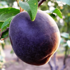 Абрикос ‘Чорний Персиковий’|Abrikos ‘Black Peach’|Абрикос ‘Черный персиковый’