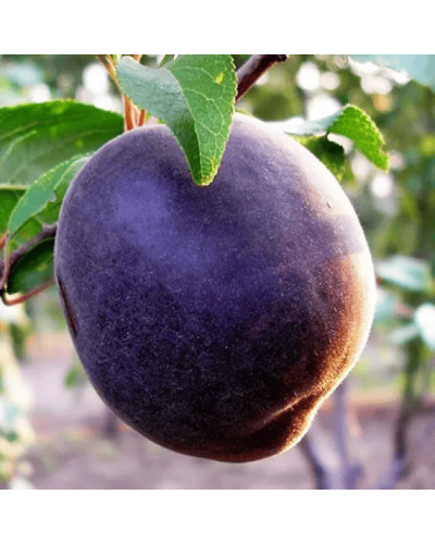 Абрикос ‘Чорний Персиковий’|Abrikos ‘Black Peach’|Абрикос ‘Черный персиковый’
