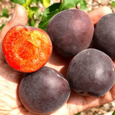Абрикос ‘Чорний Персиковий’|Abrikos ‘Black Peach’|Абрикос ‘Черный персиковый’