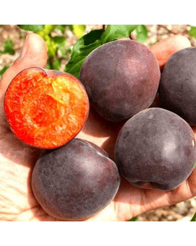 Абрикос ‘Чорний Персиковий’|Abrikos ‘Black Peach’|Абрикос ‘Черный персиковый’