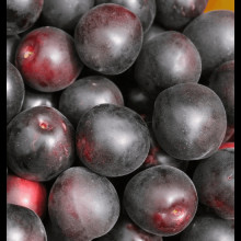 Абрикос ‘Чорний Персиковий’|Abrikos ‘Black Peach’|Абрикос ‘Черный персиковый’