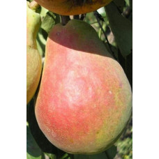 Груша звичайна ‘Сілк Кінг’|Pyrus communis ‘Silk King’|Груша обыкновенная ‘Силк Кинг’
