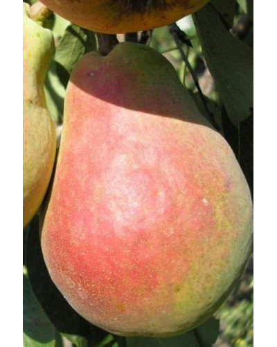 Груша звичайна ‘Сілк Кінг’|Pyrus communis ‘Silk King’|Груша обыкновенная ‘Силк Кинг’