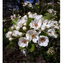 Груша звичайна ‘Сілк Кінг’|Pyrus communis ‘Silk King’|Груша обыкновенная ‘Силк Кинг’