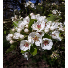 Груша звичайна ‘Сілк Кінг’|Pyrus communis ‘Silk King’|Груша обыкновенная ‘Силк Кинг’