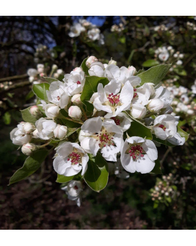 Груша звичайна ‘Сілк Кінг’|Pyrus communis ‘Silk King’|Груша обыкновенная ‘Силк Кинг’