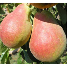 Груша звичайна ‘Сілк Кінг’|Pyrus communis ‘Silk King’|Груша обыкновенная ‘Силк Кинг’