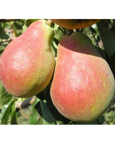Груша звичайна ‘Сілк Кінг’|Pyrus communis ‘Silk King’|Груша обыкновенная ‘Силк Кинг’