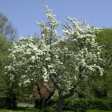 Груша звичайна ‘Сілк Кінг’|Pyrus communis ‘Silk King’|Груша обыкновенная ‘Силк Кинг’