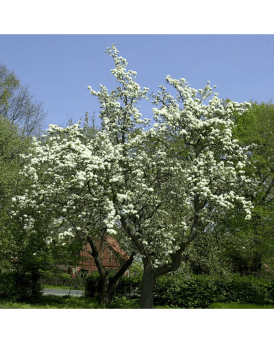 Груша звичайна ‘Сілк Кінг’|Pyrus communis ‘Silk King’|Груша обыкновенная ‘Силк Кинг’
