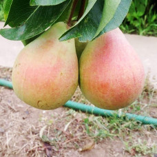 Груша звичайна ‘Сілк Кінг’|Pyrus communis ‘Silk King’|Груша обыкновенная ‘Силк Кинг’