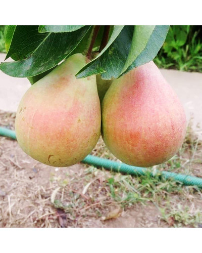 Груша звичайна ‘Сілк Кінг’|Pyrus communis ‘Silk King’|Груша обыкновенная ‘Силк Кинг’