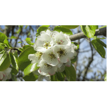Груша звичайна ‘Сілк Кінг’|Pyrus communis ‘Silk King’|Груша обыкновенная ‘Силк Кинг’