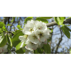 Груша звичайна ‘Сілк Кінг’|Pyrus communis ‘Silk King’|Груша обыкновенная ‘Силк Кинг’