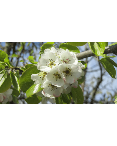 Груша звичайна ‘Сілк Кінг’|Pyrus communis ‘Silk King’|Груша обыкновенная ‘Силк Кинг’
