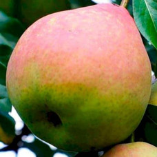 Груша звичайна ‘Сілк Кінг’|Pyrus communis ‘Silk King’|Груша обыкновенная ‘Силк Кинг’