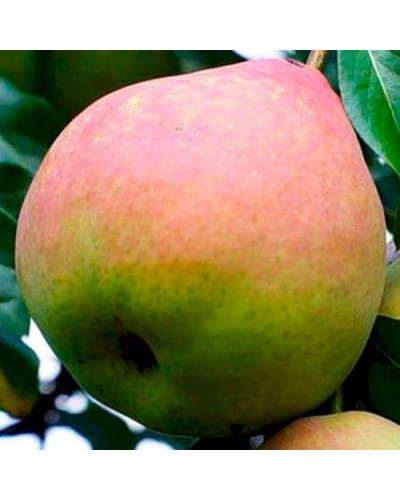 Груша звичайна ‘Сілк Кінг’|Pyrus communis ‘Silk King’|Груша обыкновенная ‘Силк Кинг’