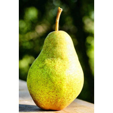 Груша звичайна Милена (осіння) | Pyrus communis Mellina (autumn) | Груша обыкновенная Милена (осенняя)