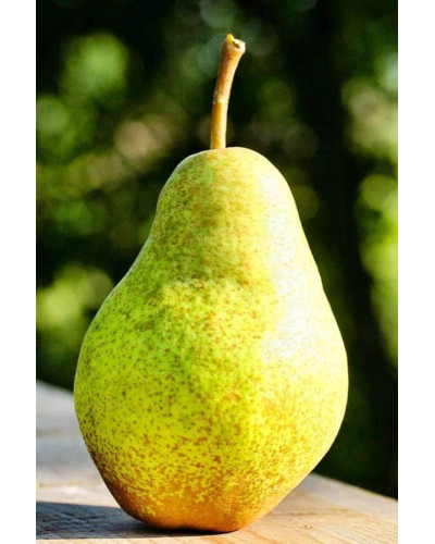 Груша звичайна Милена (осіння) | Pyrus communis Mellina (autumn) | Груша обыкновенная Милена (осенняя)