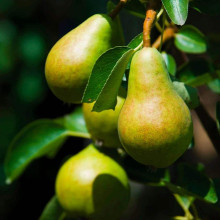 Груша звичайна Милена (осіння) | Pyrus communis Mellina (autumn) | Груша обыкновенная Милена (осенняя)