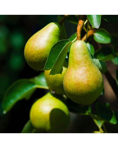 Груша звичайна Милена (осіння) | Pyrus communis Mellina (autumn) | Груша обыкновенная Милена (осенняя)