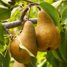 Груша звичайна Милена (осіння) | Pyrus communis Mellina (autumn) | Груша обыкновенная Милена (осенняя)