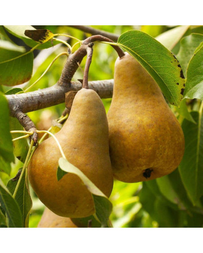 Груша звичайна Милена (осіння) | Pyrus communis Mellina (autumn) | Груша обыкновенная Милена (осенняя)