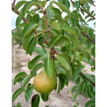 Груша звичайна Милена (осіння) | Pyrus communis Mellina (autumn) | Груша обыкновенная Милена (осенняя)